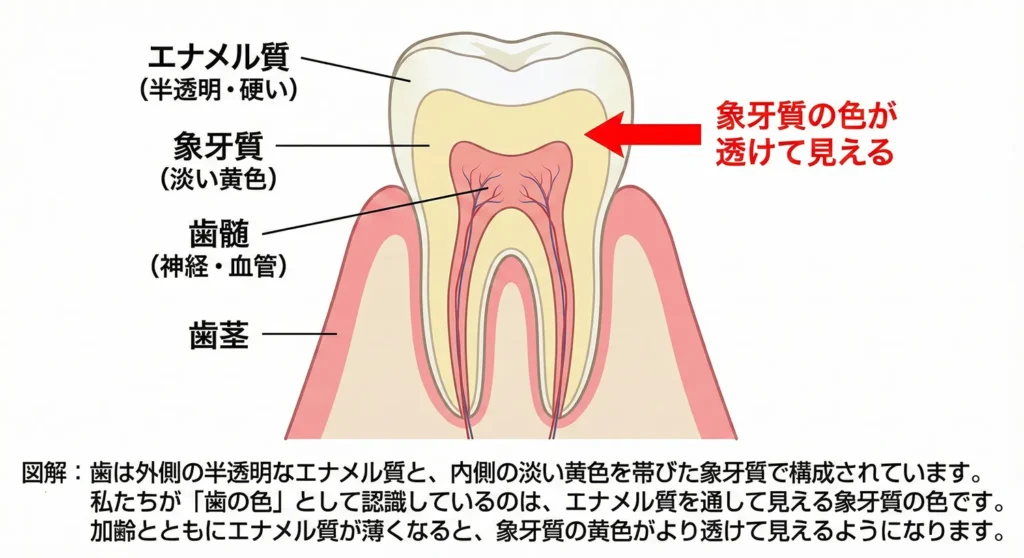 歯の構造