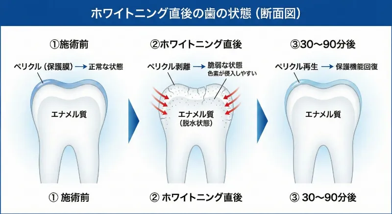 ペリクル再生時間の最新見解